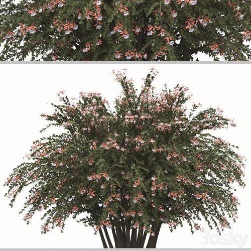 Set of Abelia grandiflora Plants (Pearl Acacia) (3 Shrubs)