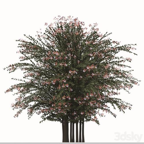 Set of Abelia grandiflora Plants (Pearl Acacia) (3 Shrubs)