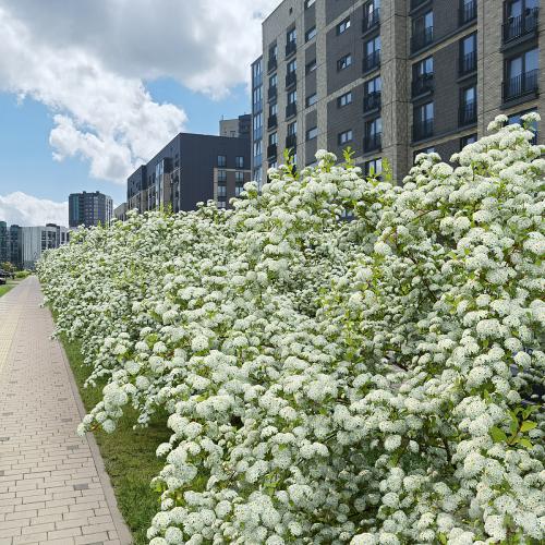 Spiraea Vanhouttei