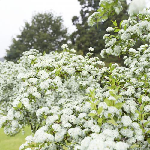 Spiraea Vanhouttei