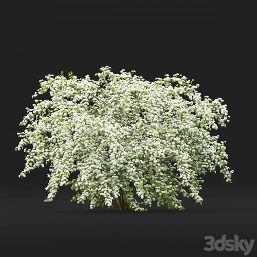 Spiraea Vanhouttei