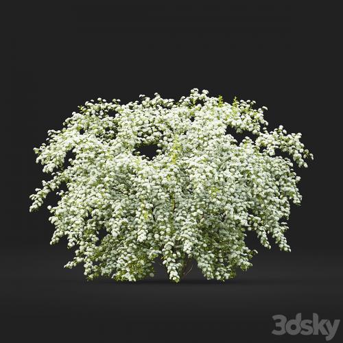 Spiraea Vanhouttei