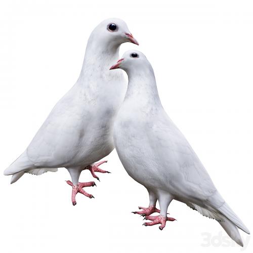 Pigeon