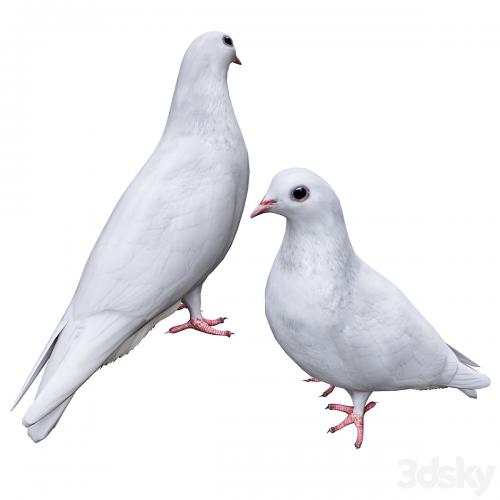 Pigeon