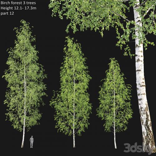 Birch forest part 12