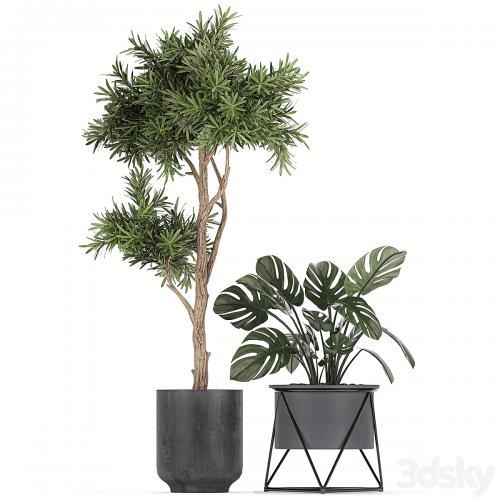 Collection of plants in pots on legs with Strelitzia, monstera, Banana palm, tree. Set 749.
