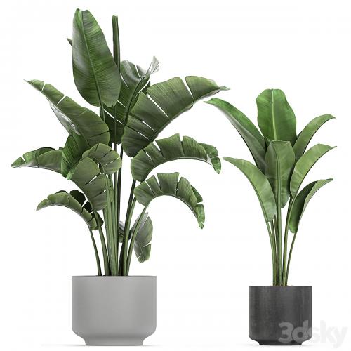 Collection of plants in pots on legs with Strelitzia, monstera, Banana palm, tree. Set 749.