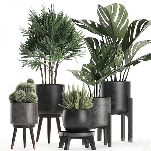 A collection of small beautiful plants in black pots on legs with Monstera, Rapeseed, palm, cactus. Set 662.