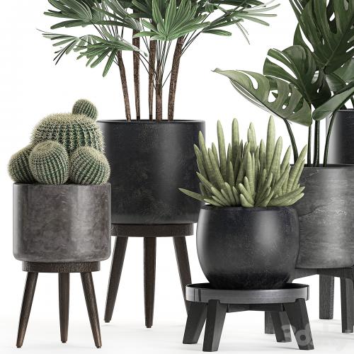 A collection of small beautiful plants in black pots on legs with Monstera, Rapeseed, palm, cactus. Set 662.