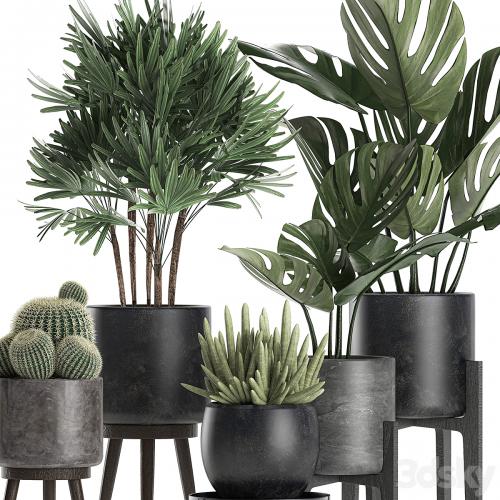 A collection of small beautiful plants in black pots on legs with Monstera, Rapeseed, palm, cactus. Set 662.