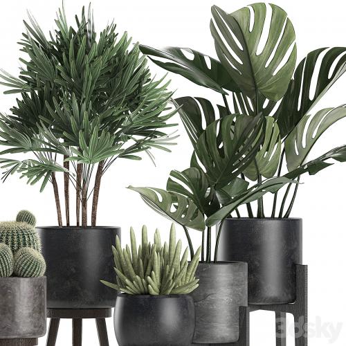 A collection of small beautiful plants in black pots on legs with Monstera, Rapeseed, palm, cactus. Set 662.