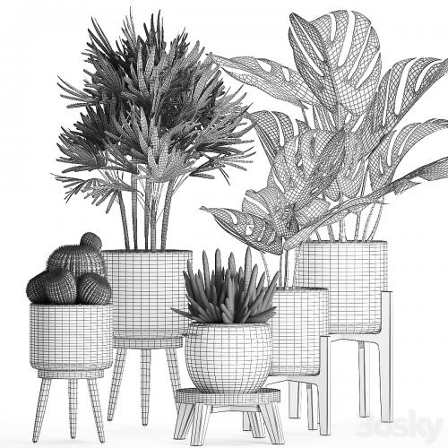 A collection of small beautiful plants in black pots on legs with Monstera, Rapeseed, palm, cactus. Set 662.