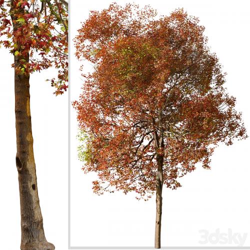 Set of American Sweet Gum Tree (Liquidambar styraciflua) (2 Trees)