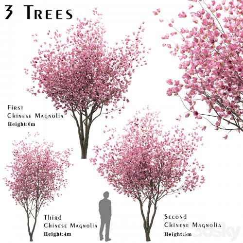 Set of Chinese Magnolia Trees (Saucer Magnolia) (3 Trees)