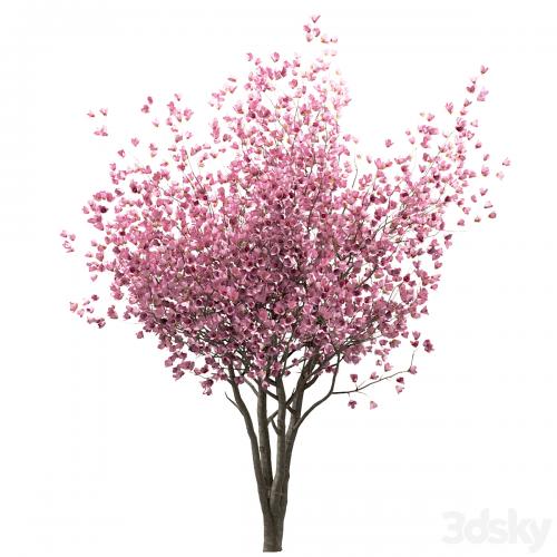 Set of Chinese Magnolia Trees (Saucer Magnolia) (3 Trees)