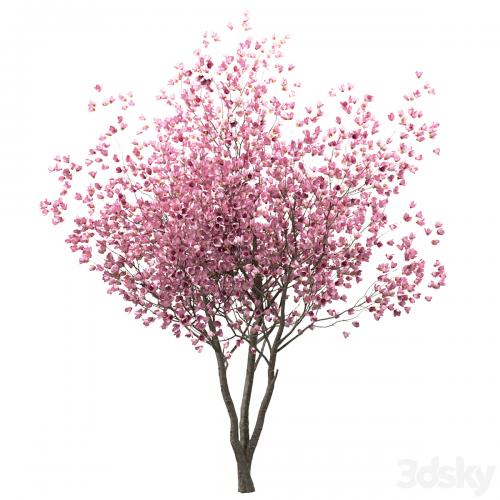 Set of Chinese Magnolia Trees (Saucer Magnolia) (3 Trees)