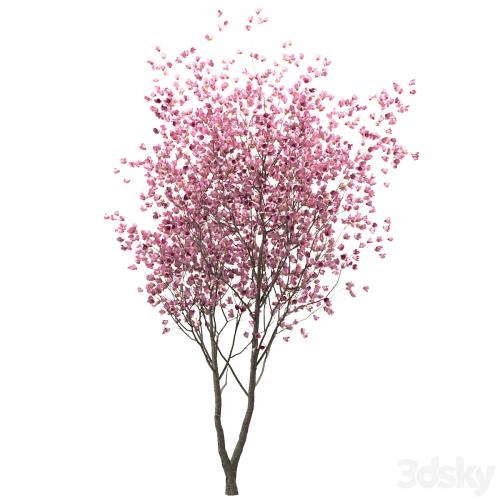 Set of Chinese Magnolia Trees (Saucer Magnolia) (3 Trees)