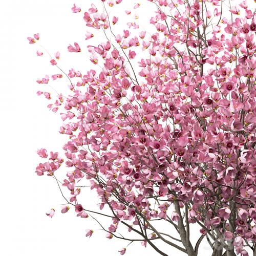 Set of Chinese Magnolia Trees (Saucer Magnolia) (3 Trees)