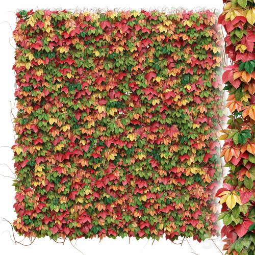 Decorative wall of autumn leaves of grapes