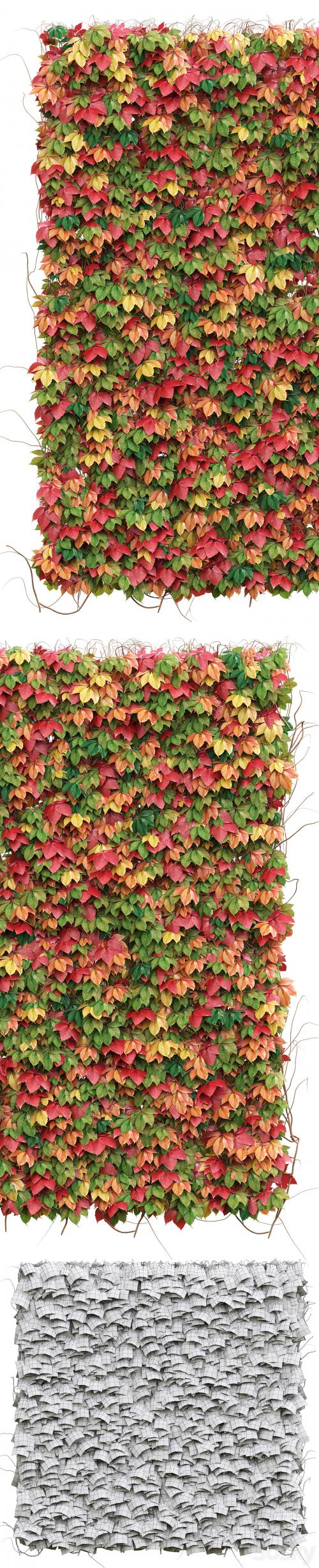 Decorative wall of autumn leaves of grapes