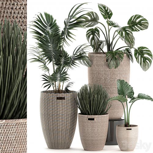 Collection of small plants in decorative baskets pots with Monstera, Howea , alokasia, palm. Set 570.