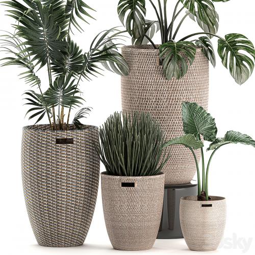 Collection of small plants in decorative baskets pots with Monstera, Howea , alokasia, palm. Set 570.