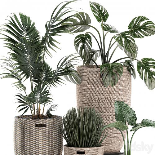 Collection of small plants in decorative baskets pots with Monstera, Howea , alokasia, palm. Set 570.