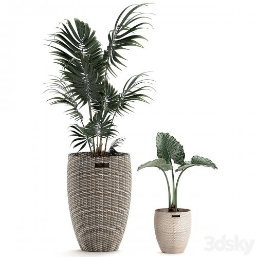 Collection of small plants in decorative baskets pots with Monstera, Howea , alokasia, palm. Set 570.