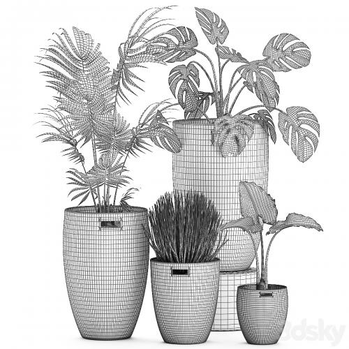 Collection of small plants in decorative baskets pots with Monstera, Howea , alokasia, palm. Set 570.