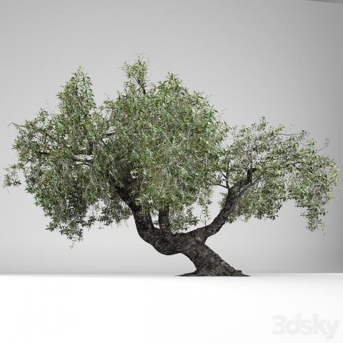 Olea Europaea