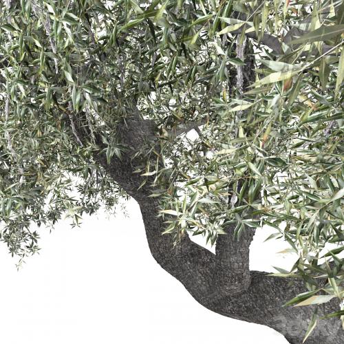 Olea Europaea