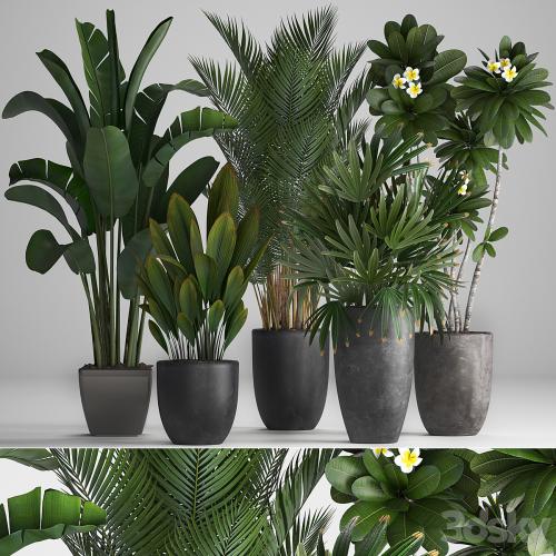 Plant Collection 256. strelitzia, banana, hovea, plumeria, black flowerpot, palm tree, indoor plants, exotic, office plants, flower, pot, Rhapis