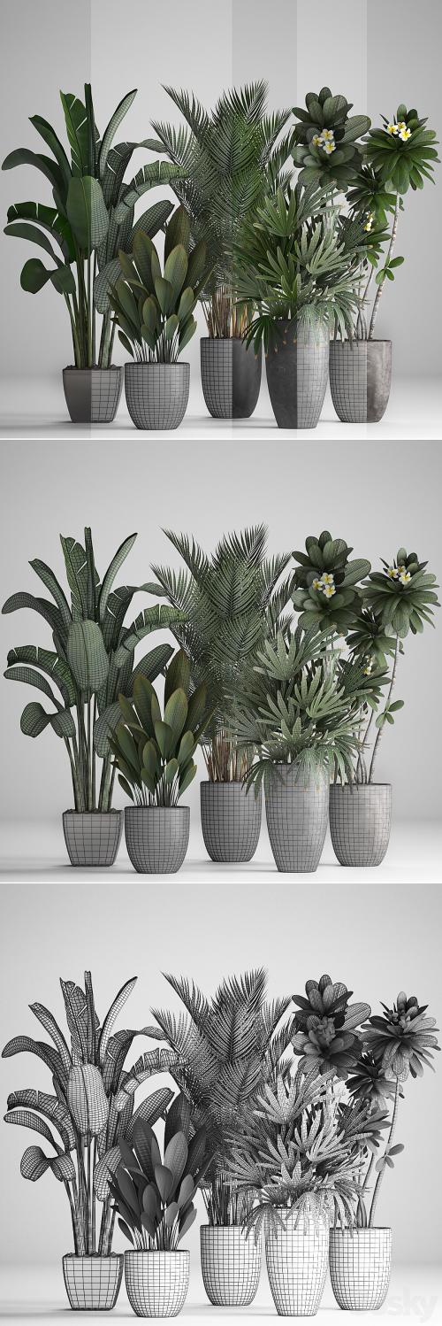 Plant Collection 256. strelitzia, banana, hovea, plumeria, black flowerpot, palm tree, indoor plants, exotic, office plants, flower, pot, Rhapis