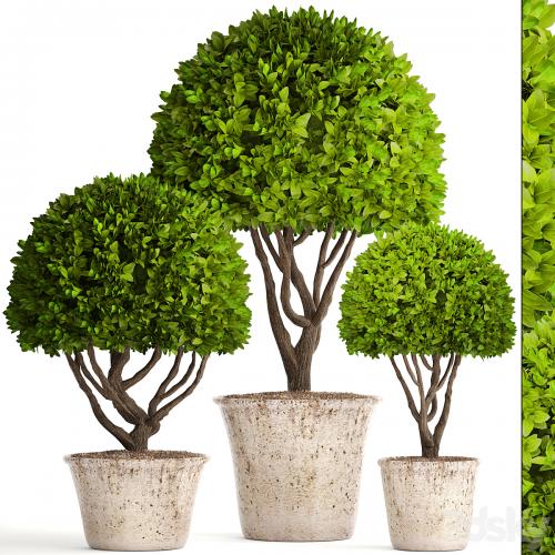 Collection of plants 126. Boxwood topiary, topiary, garden trees, garden plants, pot, outdoor flowerpot, bush, small tree