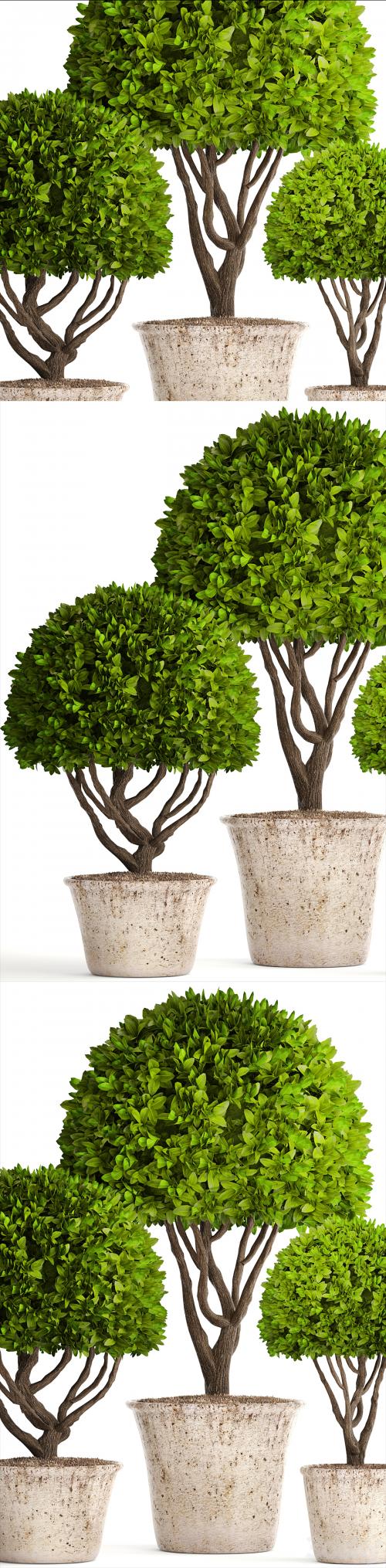 Collection of plants 126. Boxwood topiary, topiary, garden trees, garden plants, pot, outdoor flowerpot, bush, small tree