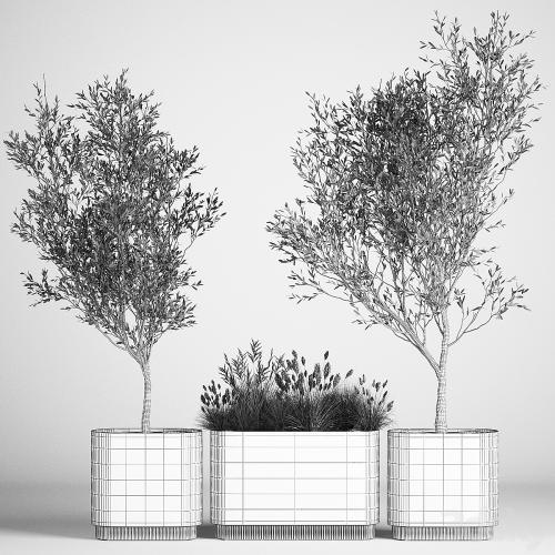 Collection of plants decorative olive trees in outdoor flowerpots for the interior with bushes in pots. 1122.