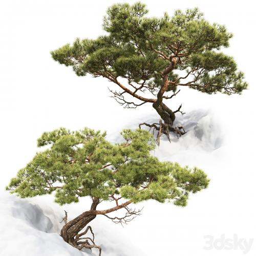 Pine