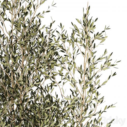 Beautiful small ornamental olive trees in a modern pot. Set of plants 1229