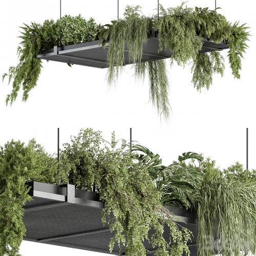 indoor Plant 443 - Hanging Plants