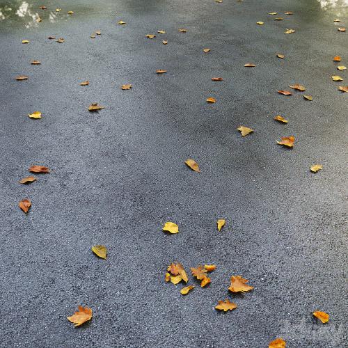 Wet asphalt with leaves. Autumn. Editable