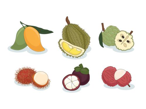 Tropical Asian Fruits Mango Durian Guava Lychee Rambutan Mangosteen Vector Illustration