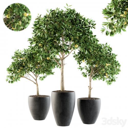 Outdoor Plants lemon tree - Set 97