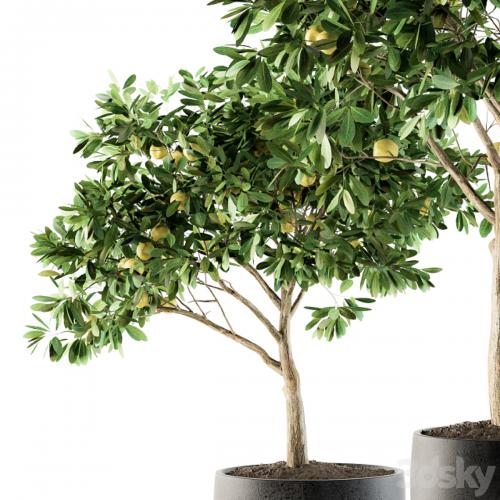 Outdoor Plants lemon tree - Set 97