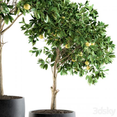 Outdoor Plants lemon tree - Set 97