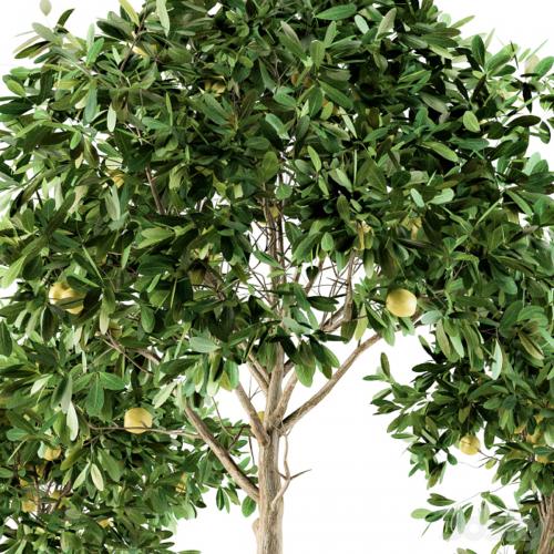 Outdoor Plants lemon tree - Set 97