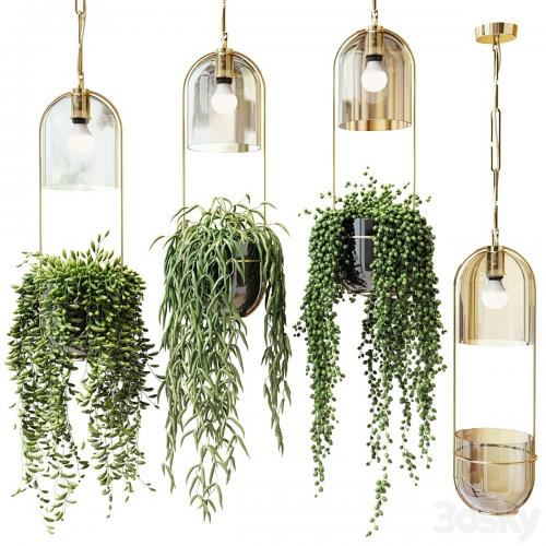 Ampel plants in hanging planters