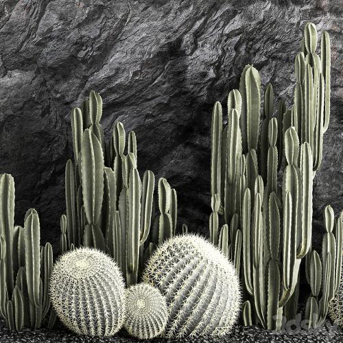 Desert plants cacti with wall rock, black pebbles, cereus, echinocactus, Barrel cactus. Plant collection 1279