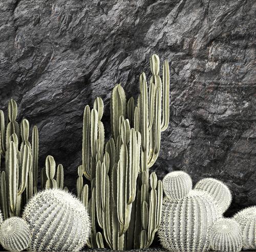 Desert plants cacti with wall rock, black pebbles, cereus, echinocactus, Barrel cactus. Plant collection 1279