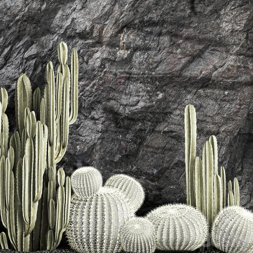 Desert plants cacti with wall rock, black pebbles, cereus, echinocactus, Barrel cactus. Plant collection 1279