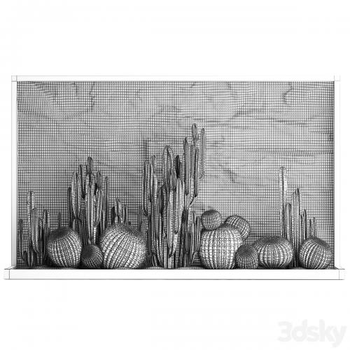 Desert plants cacti with wall rock, black pebbles, cereus, echinocactus, Barrel cactus. Plant collection 1279